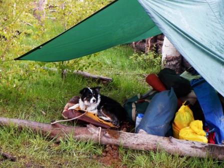 Ryder hanging out under the tarp during rainy weather